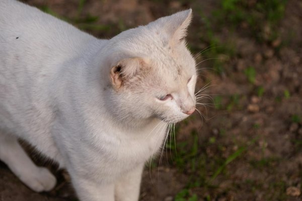 Challenges Faced by the UK Healthcare System: Is There a Path to Improvement?